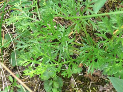 Artemisia norvegica