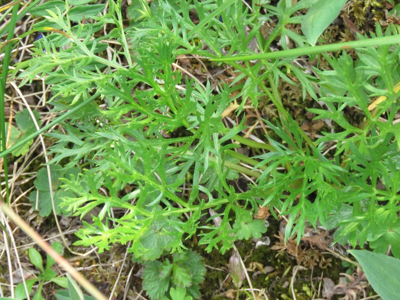 Artemisia norvegica, photographed by Erin Springinotic