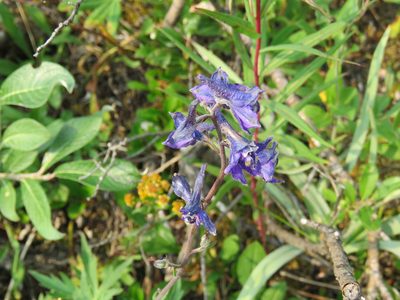 Delphinium glaucum, photographed by Erin Springinotic