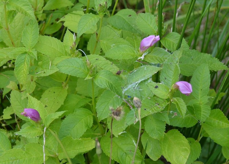 Chelone lyonii, photographed by Bex Goreham