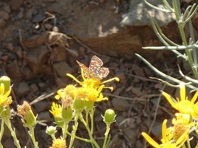 Senecio flaccidus, photographed by George Williams