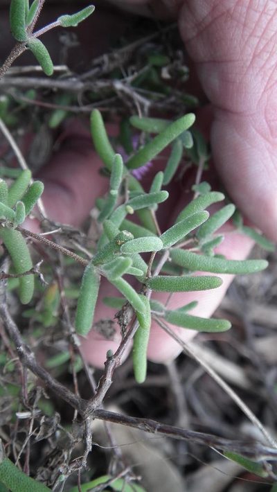 Drosanthemum lique, photographed by Shaun Swanepoel