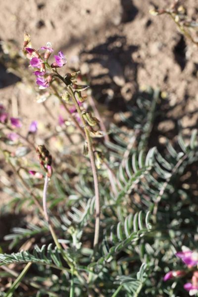 Astragalus berteroanus, photographed by Cesar Ormazabal