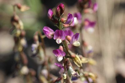 Astragalus berteroanus, photographed by Cesar Ormazabal