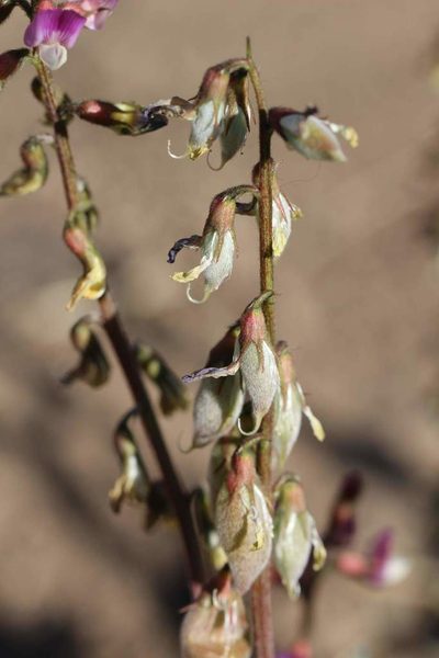 Astragalus berteroanus, photographed by Cesar Ormazabal