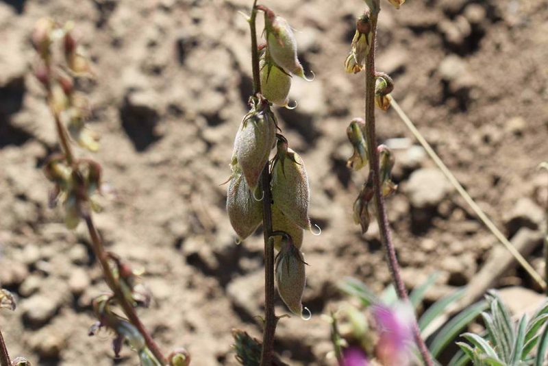 Astragalus berteroanus, photographed by Cesar Ormazabal