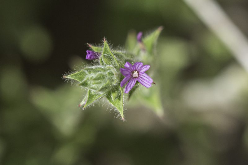 Epilobium densiflorum, photographed by Craig Martin