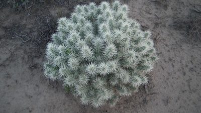 Cylindropuntia pallida, photographed by Shaun Swanepoel