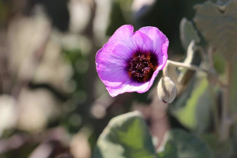 Corynabutilon ceratocarpum, photographed by Cesar Ormazabal