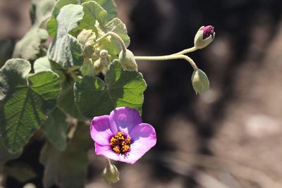Corynabutilon ceratocarpum, photographed by Cesar Ormazabal