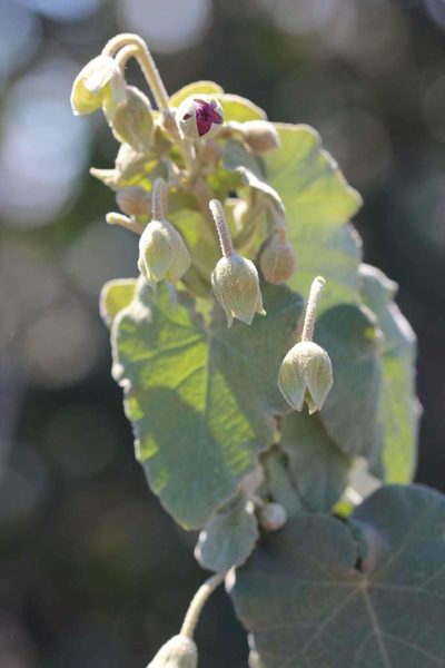Corynabutilon ceratocarpum, photographed by Cesar Ormazabal