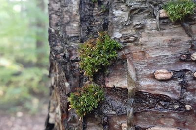 Ulota coarctata, photographed by Quinten Wiegersma