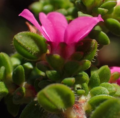 Acmadenia heterophylla, photographed by Nicola van Berkel