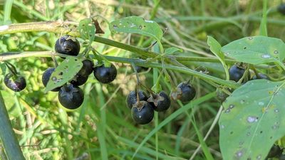 Solanum emulans, photographed by Erin Lalime