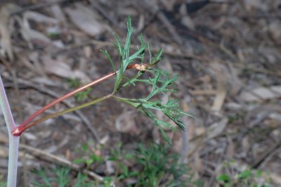 Trachymene incisa, photographed by Gary Williams