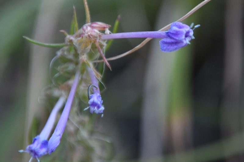 Ipomopsis thurberi, photographed by Mike Ostrowski