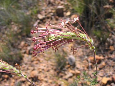 Gosela eckloniana, photographed by Caroline Voget