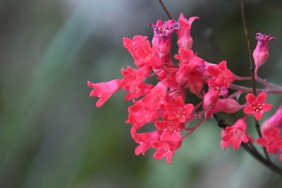Heuchera sanguinea, photographed by Mike Ostrowski