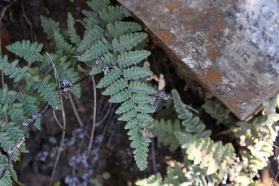 Myriopteris tomentosa, photographed by Mike Ostrowski
