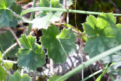 Heuchera sanguinea, photographed by Mike Ostrowski