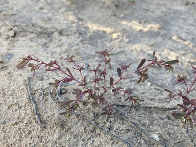 Euphorbia serpillifolia, photographed by Cecelia Alexander