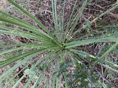 Dasylirion texanum, photographed by Kane Sandoval