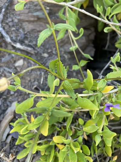 Nemesia leipoldtii, photographed by Matt Berger