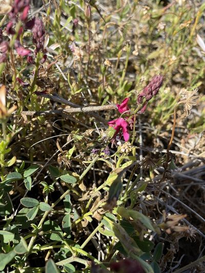 Indigofera intermedia, photographed by Matt Berger