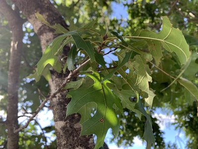 Quercus buckleyi, photographed by Kane Sandoval