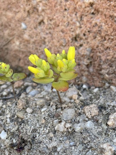 Crassula sebaeoides, photographed by Matt Berger