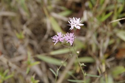 Palafoxia callosa, photographed by Eric Knight