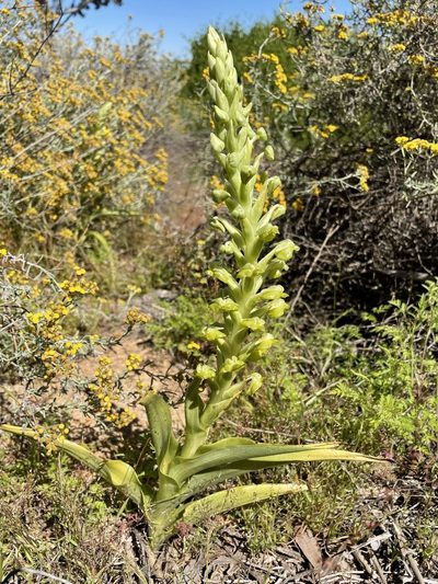 Pterygodium hallii, photographed by Matt Berger