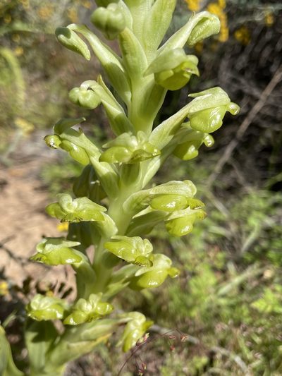 Pterygodium hallii, photographed by Matt Berger
