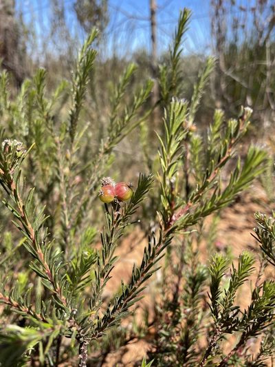 Phylica pustulata, photographed by Matt Berger
