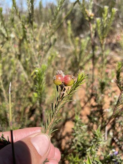 Phylica pustulata, photographed by Matt Berger
