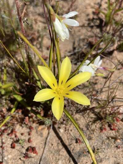 Moraea citrina, photographed by Matt Berger