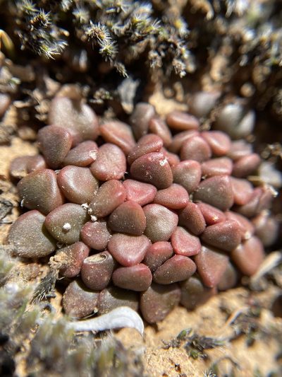 Anacampseros comptonii, photographed by Matt Berger