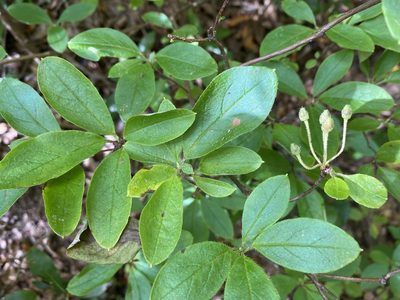 Rhododendron pilosum, photographed by Alan Weakley