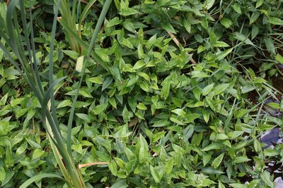 Persicaria strigosa, photographed by Greg Tasney