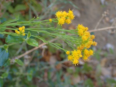 Euthamia occidentalis, photographed by George Williams