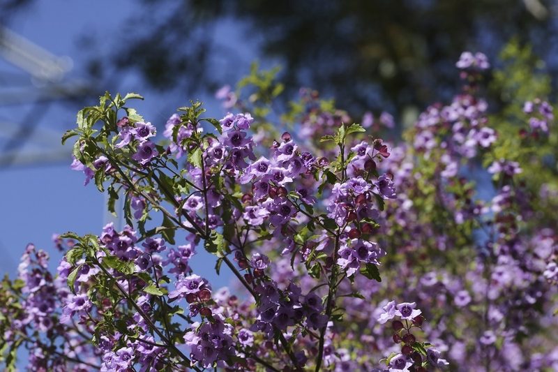Prostanthera incisa, photographed by dhfischer