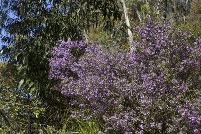 Prostanthera incisa, photographed by dhfischer