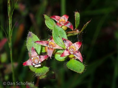 Rhexia petiolata, photographed by Dan Schofield