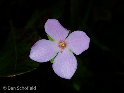 Rhexia petiolata, photographed by Dan Schofield