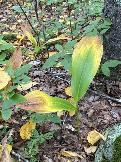 Convallaria pseudomajalis, photographed by Alan Weakley
