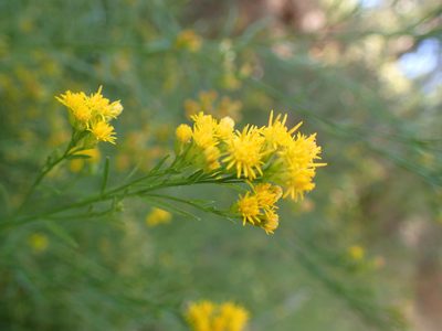 Euthamia occidentalis, photographed by George Williams