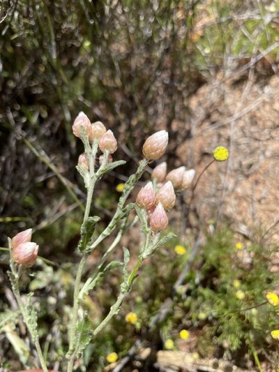 Helichrysum stellatum, photographed by Matt Berger