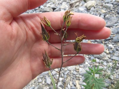Anticlea elegans, photographed by Erin Springinotic