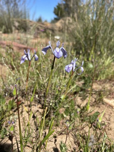 Moraea grandis, photographed by Matt Berger