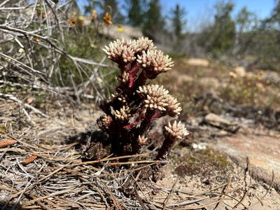 Crassula alpestris, photographed by Matt Berger